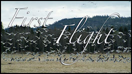 First Flight - Wild Goose Hunting - page 68 Issue 69 (click the pic for an enlarged view)